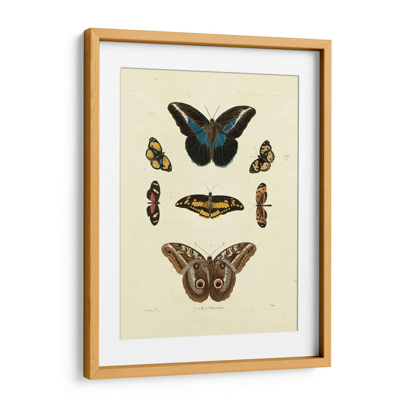 Mariposas De Knorr I - Knorr | Cuadro decorativo de Canvas Lab