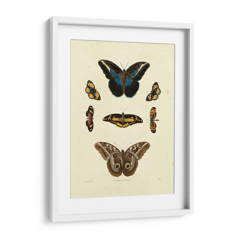 Mariposas De Knorr I - Knorr | Cuadro decorativo de Canvas Lab