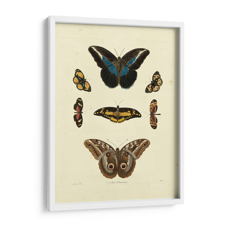 Mariposas De Knorr I - Knorr | Cuadro decorativo de Canvas Lab