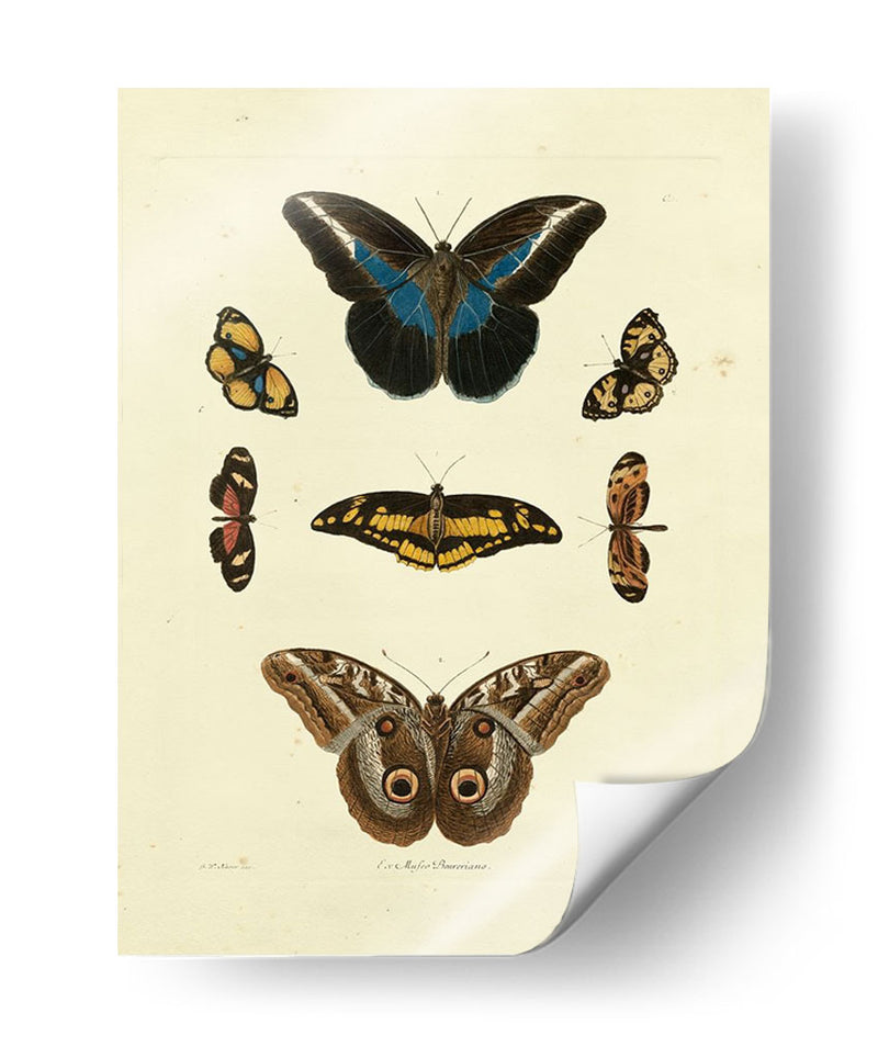 Mariposas De Knorr I - Knorr | Cuadro decorativo de Canvas Lab