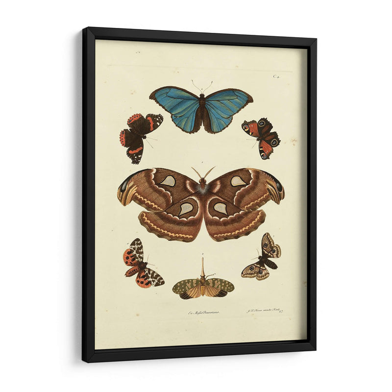 Mariposas De Knorr Ii - Knorr | Cuadro decorativo de Canvas Lab