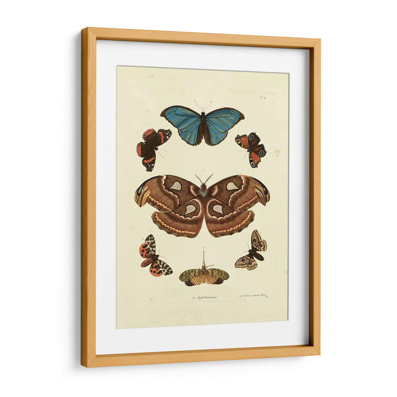 Mariposas De Knorr Ii - Knorr | Cuadro decorativo de Canvas Lab