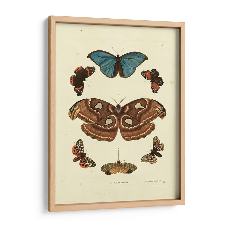 Mariposas De Knorr Ii - Knorr | Cuadro decorativo de Canvas Lab