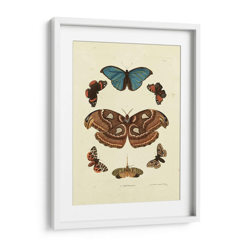 Mariposas De Knorr Ii - Knorr | Cuadro decorativo de Canvas Lab