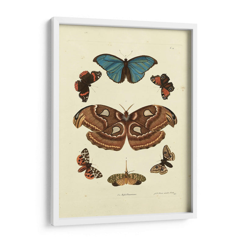 Mariposas De Knorr Ii - Knorr | Cuadro decorativo de Canvas Lab