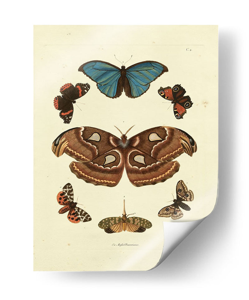 Mariposas De Knorr Ii - Knorr | Cuadro decorativo de Canvas Lab