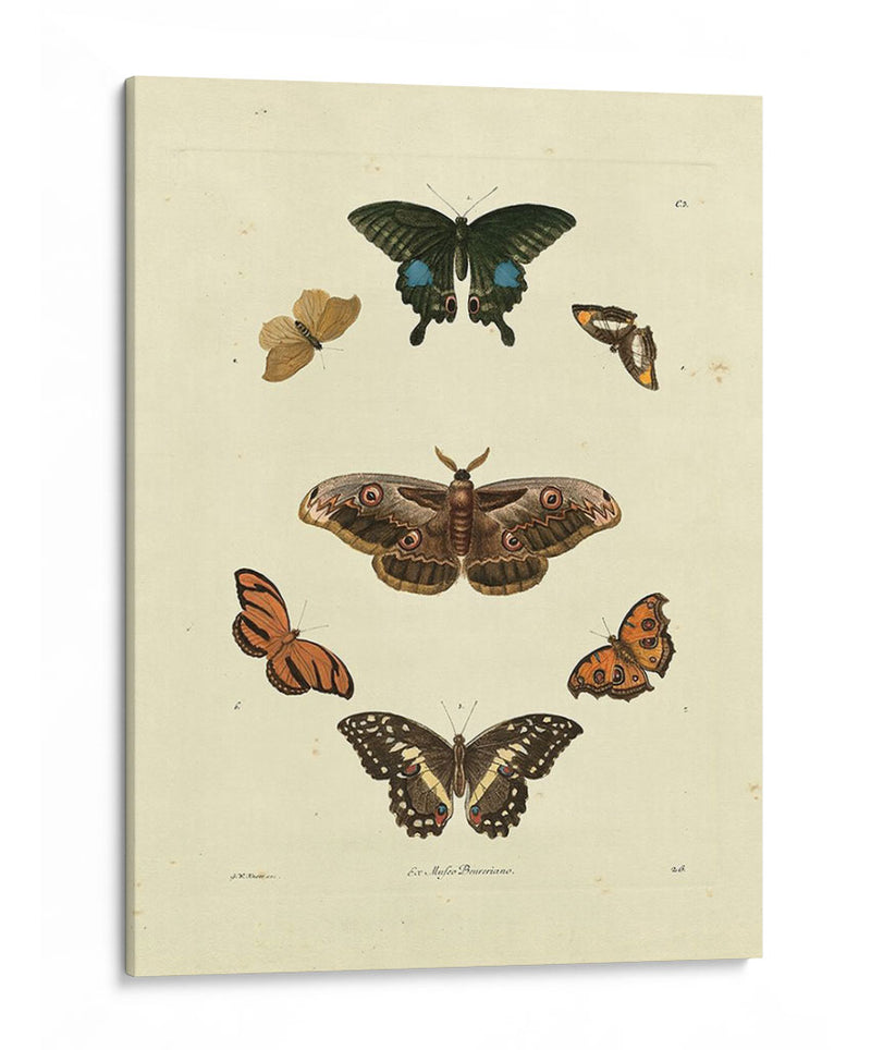 Mariposas De Knorr Iii - Knorr | Cuadro decorativo de Canvas Lab