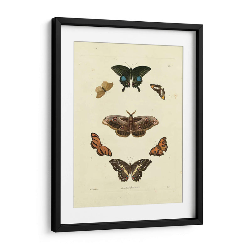 Mariposas De Knorr Iii - Knorr | Cuadro decorativo de Canvas Lab