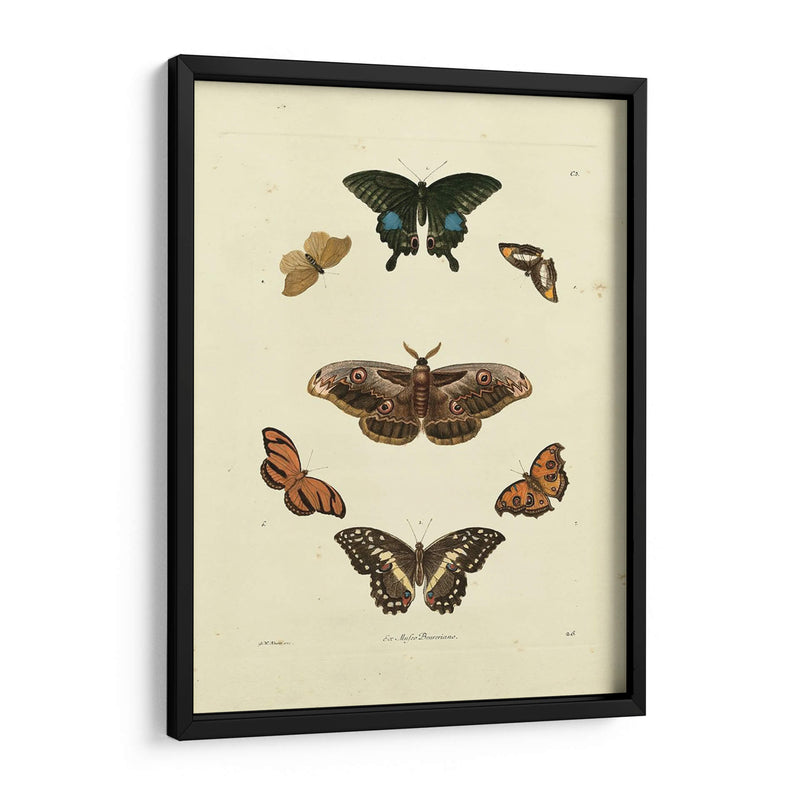 Mariposas De Knorr Iii - Knorr | Cuadro decorativo de Canvas Lab