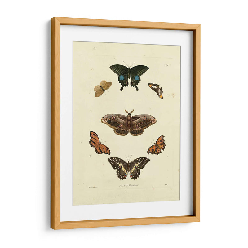 Mariposas De Knorr Iii - Knorr | Cuadro decorativo de Canvas Lab