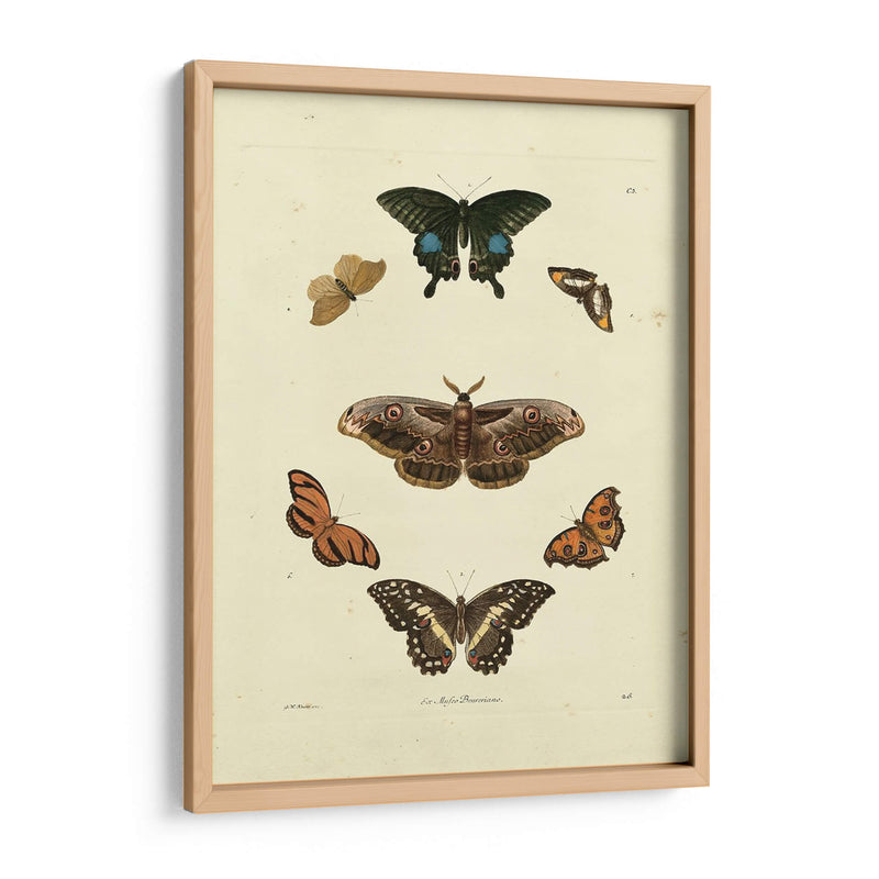 Mariposas De Knorr Iii - Knorr | Cuadro decorativo de Canvas Lab