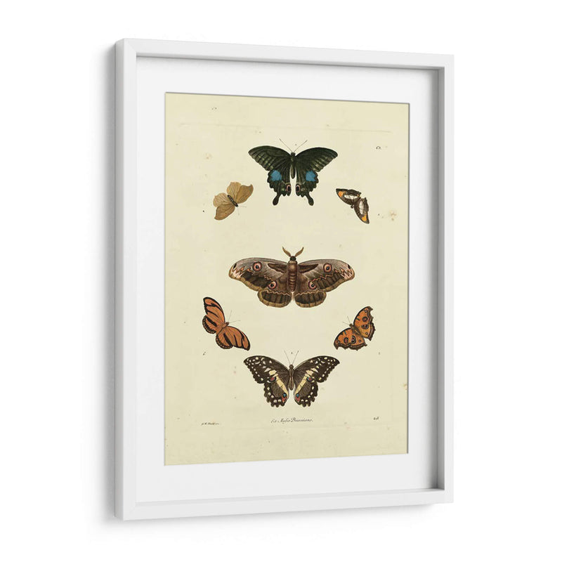 Mariposas De Knorr Iii - Knorr | Cuadro decorativo de Canvas Lab