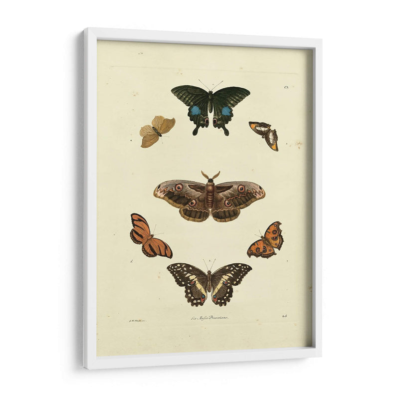 Mariposas De Knorr Iii - Knorr | Cuadro decorativo de Canvas Lab