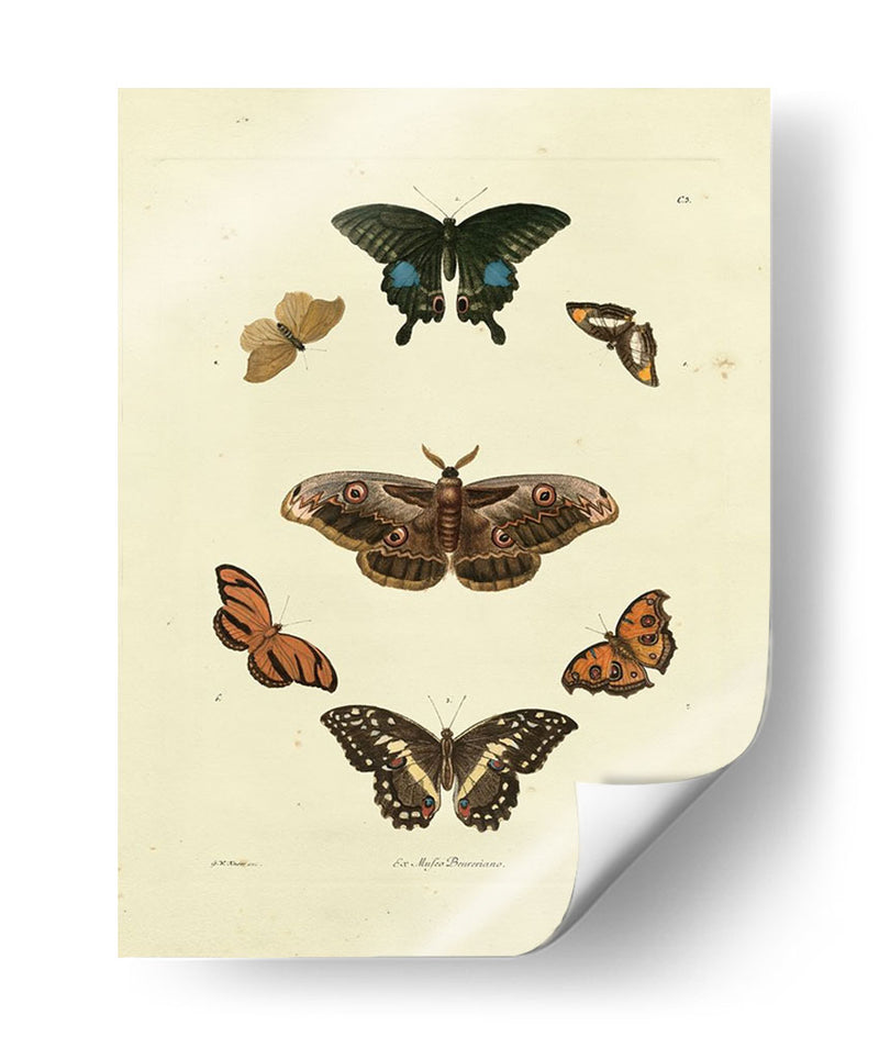 Mariposas De Knorr Iii - Knorr | Cuadro decorativo de Canvas Lab