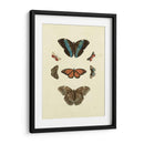 Mariposas Knorr Iv - Knorr | Cuadro decorativo de Canvas Lab