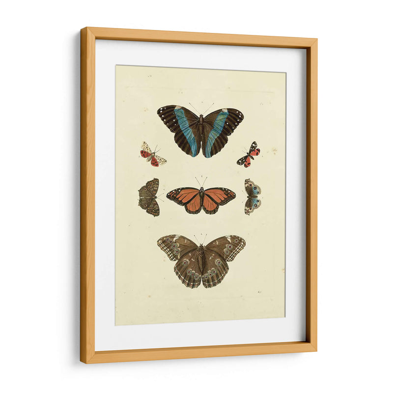 Mariposas Knorr Iv - Knorr | Cuadro decorativo de Canvas Lab