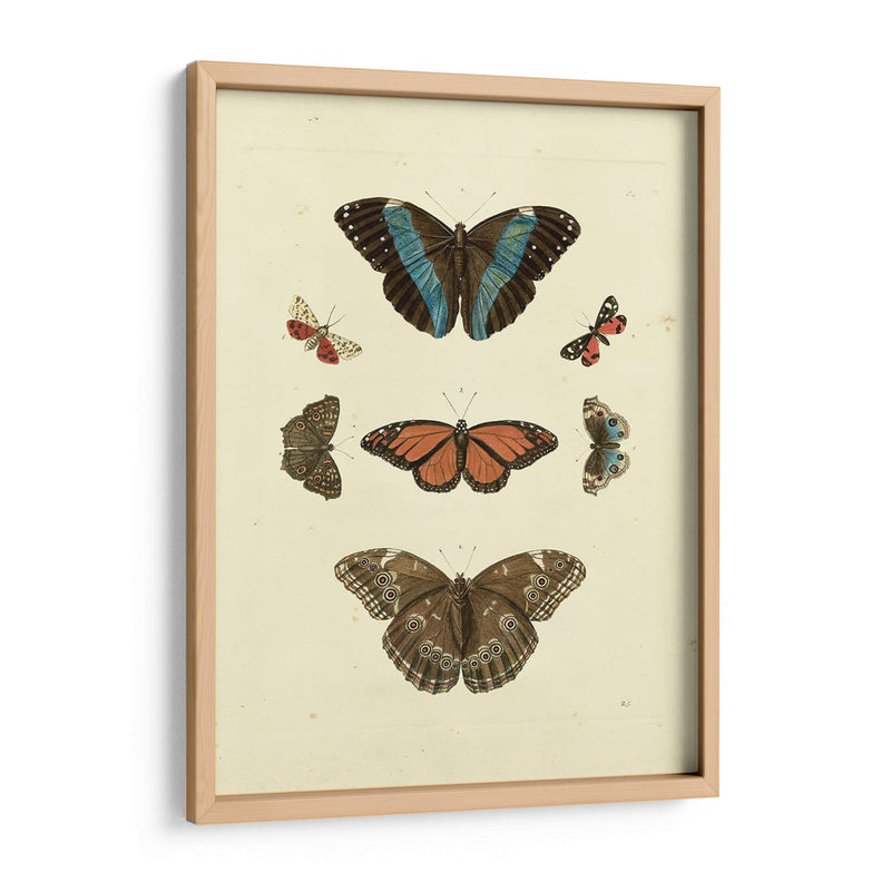 Mariposas Knorr Iv - Knorr | Cuadro decorativo de Canvas Lab