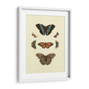 Mariposas Knorr Iv - Knorr | Cuadro decorativo de Canvas Lab