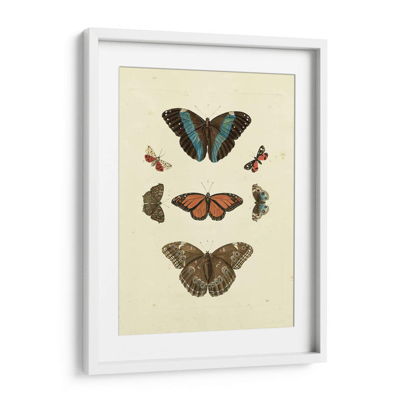 Mariposas Knorr Iv - Knorr | Cuadro decorativo de Canvas Lab