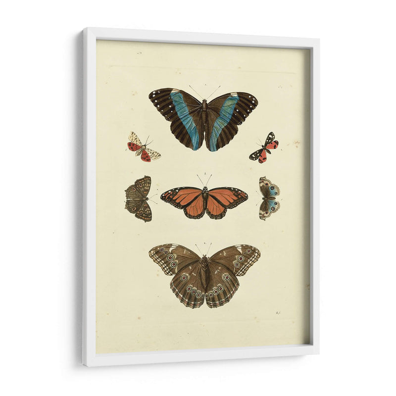 Mariposas Knorr Iv - Knorr | Cuadro decorativo de Canvas Lab