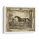 Distinguidos Caballos Iv | Cuadro decorativo de Canvas Lab