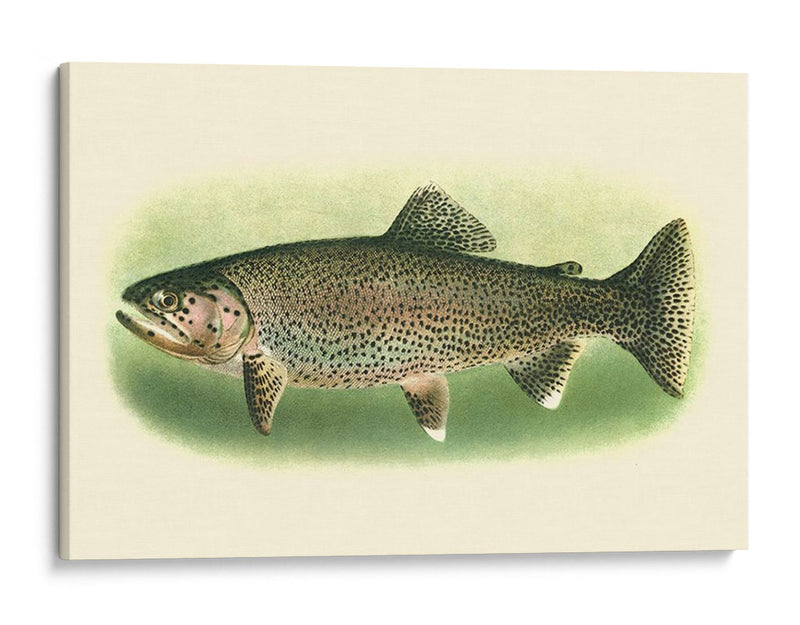 River Trout I | Cuadro decorativo de Canvas Lab