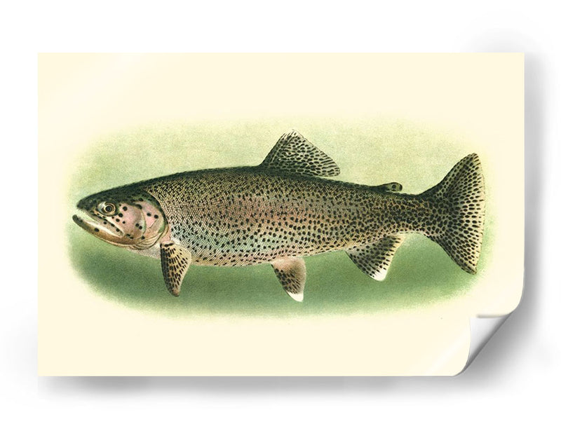 River Trout I | Cuadro decorativo de Canvas Lab