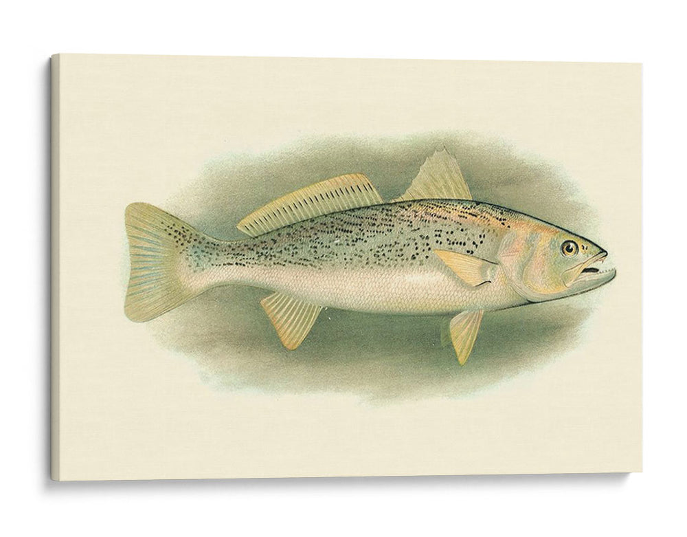 River Trout Iv | Cuadro decorativo de Canvas Lab