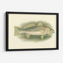 River Trout Iv | Cuadro decorativo de Canvas Lab