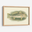 River Trout Iv | Cuadro decorativo de Canvas Lab