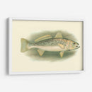 River Trout Iv | Cuadro decorativo de Canvas Lab