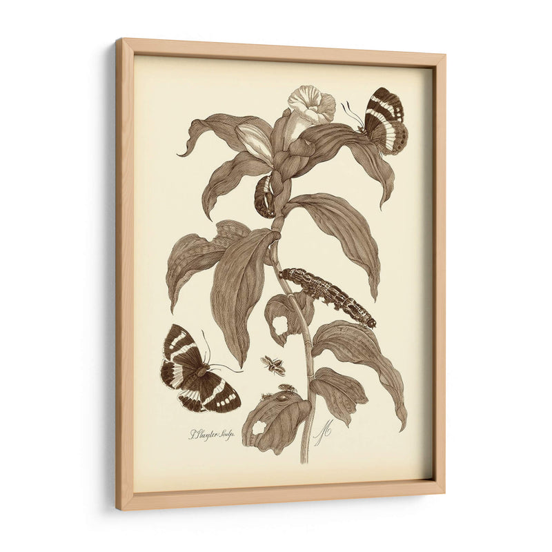 Estudio De La Naturaleza En Sepia I - Maria S. Merian | Cuadro decorativo de Canvas Lab