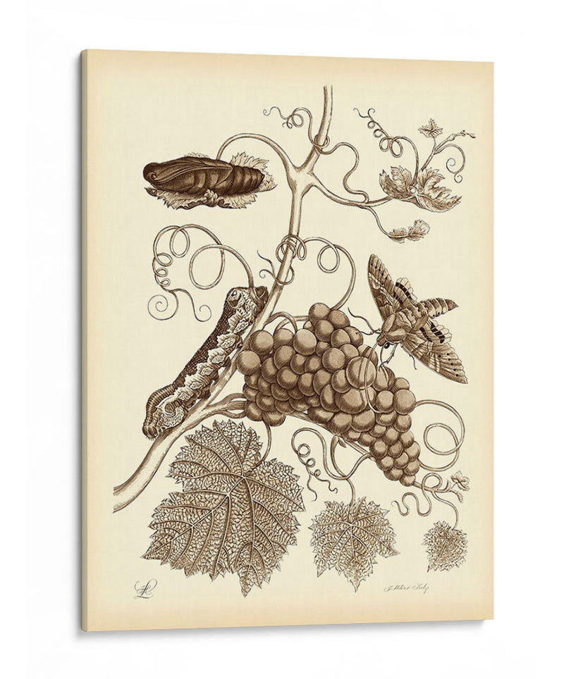 Estudio De La Naturaleza En Sepia Iii - Maria S. Merian | Cuadro decorativo de Canvas Lab