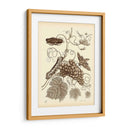 Estudio De La Naturaleza En Sepia Iii - Maria S. Merian | Cuadro decorativo de Canvas Lab