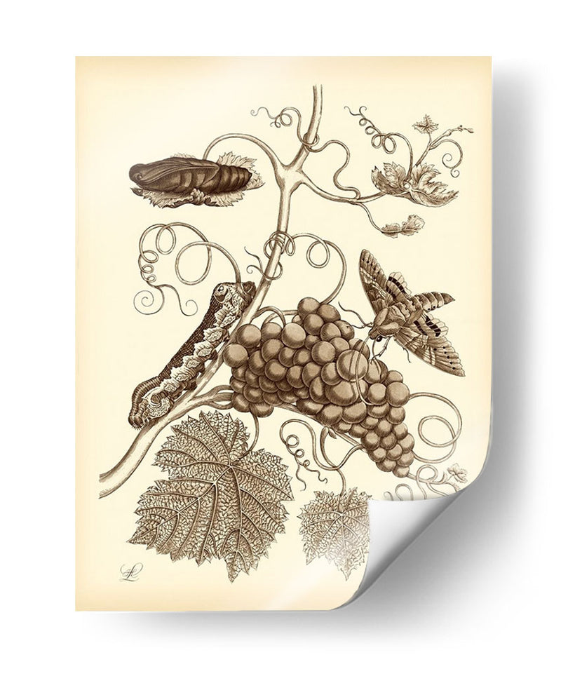 Estudio De La Naturaleza En Sepia Iii - Maria S. Merian | Cuadro decorativo de Canvas Lab