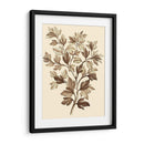 Sepia Muning Follaje I - Abraham Munting | Cuadro decorativo de Canvas Lab