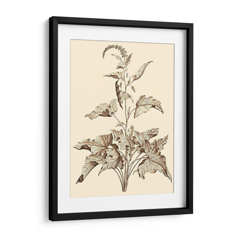 Sepia Muning Folliage Ii - Abraham Munting | Cuadro decorativo de Canvas Lab