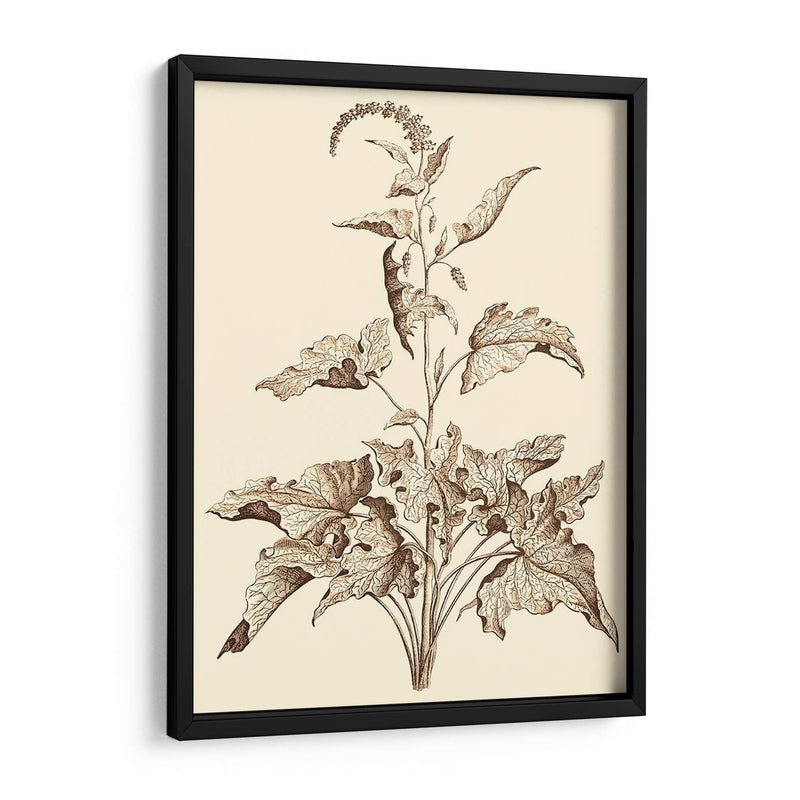 Sepia Muning Folliage Ii - Abraham Munting | Cuadro decorativo de Canvas Lab