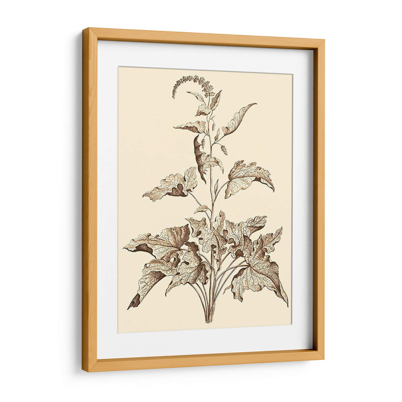 Sepia Muning Folliage Ii - Abraham Munting | Cuadro decorativo de Canvas Lab