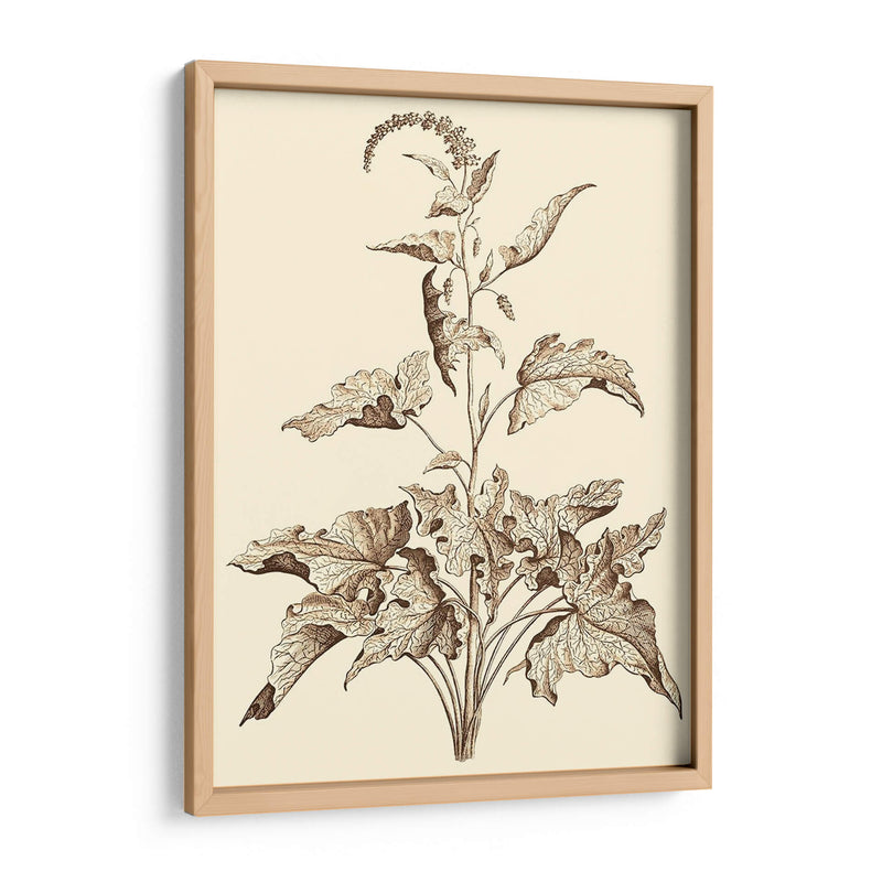 Sepia Muning Folliage Ii - Abraham Munting | Cuadro decorativo de Canvas Lab