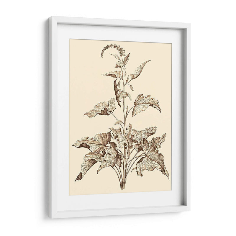 Sepia Muning Folliage Ii - Abraham Munting | Cuadro decorativo de Canvas Lab