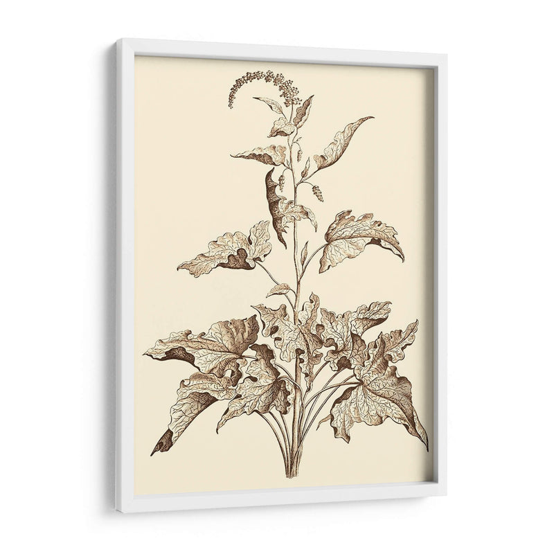 Sepia Muning Folliage Ii - Abraham Munting | Cuadro decorativo de Canvas Lab