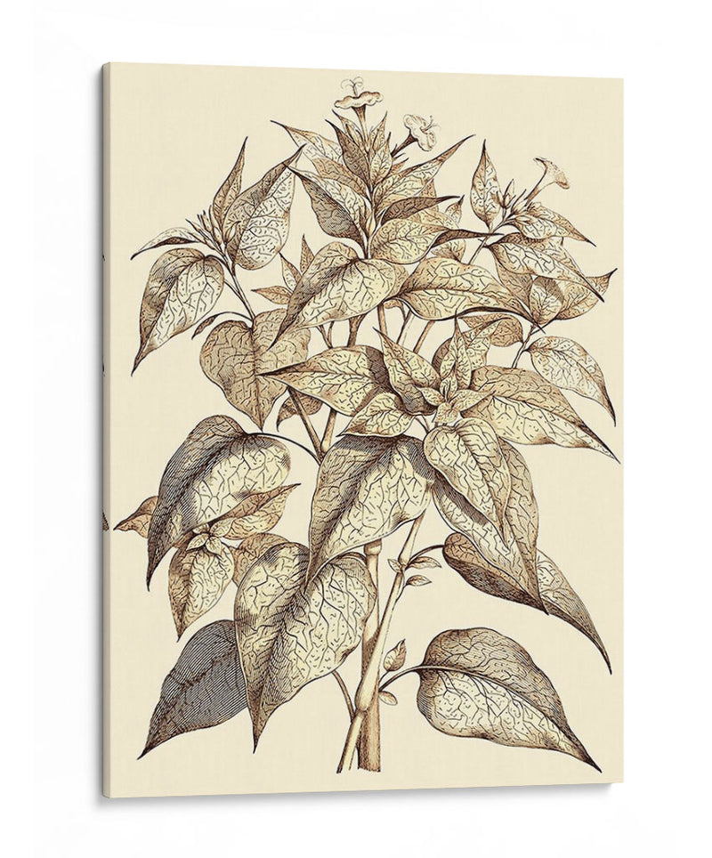 Sepia Muning Follage Iii - Abraham Munting | Cuadro decorativo de Canvas Lab