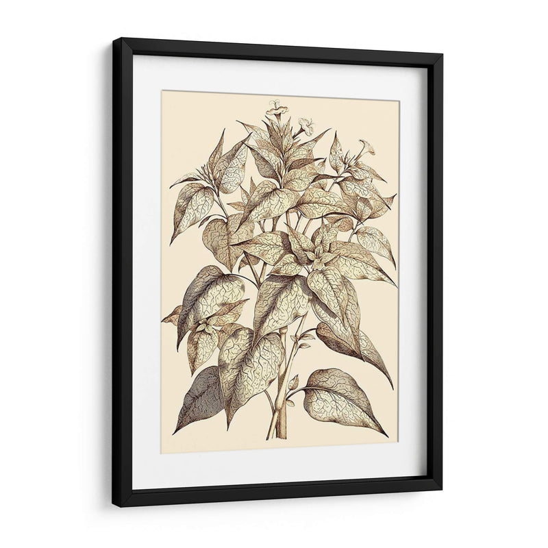 Sepia Muning Follage Iii - Abraham Munting | Cuadro decorativo de Canvas Lab