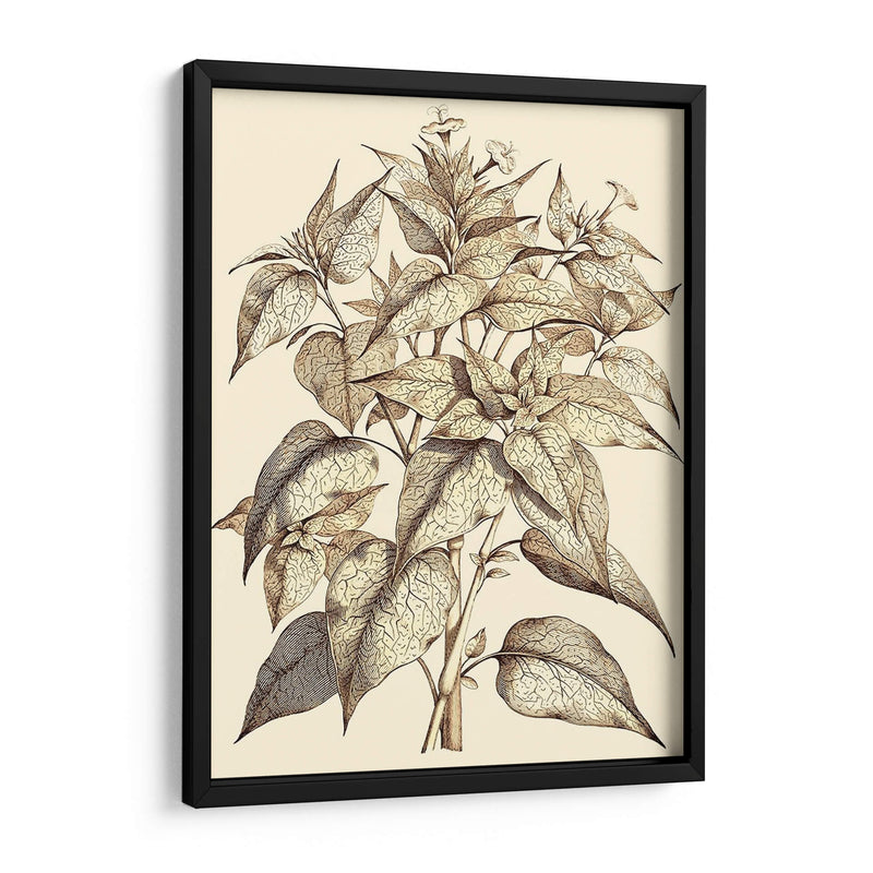 Sepia Muning Follage Iii - Abraham Munting | Cuadro decorativo de Canvas Lab