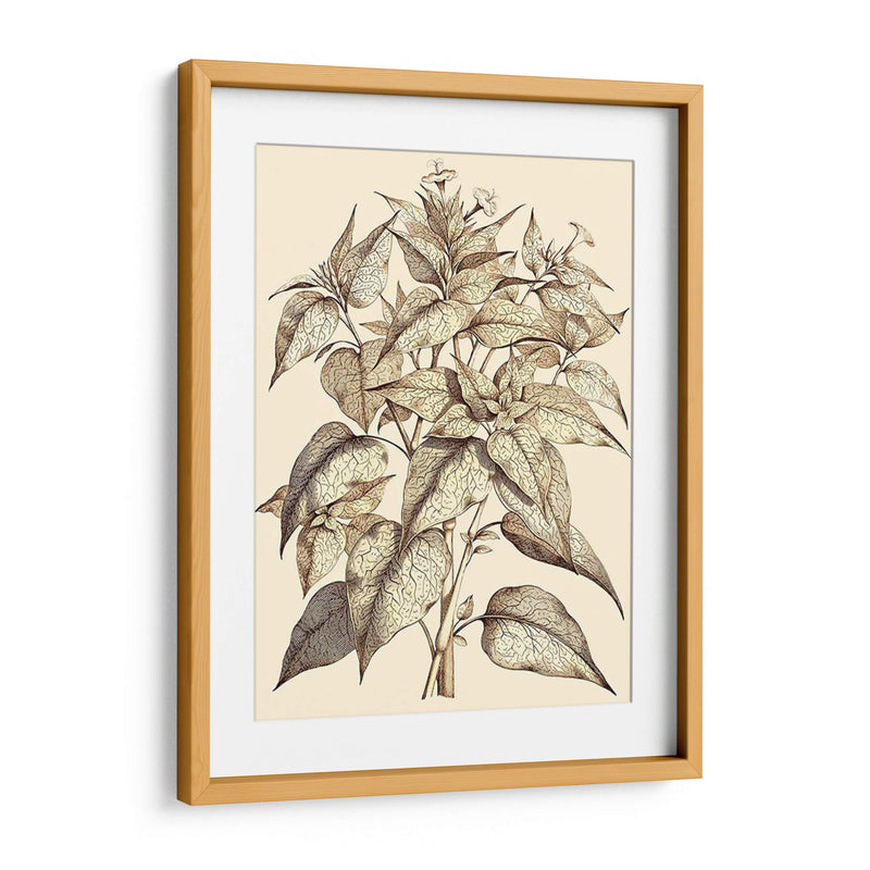 Sepia Muning Follage Iii - Abraham Munting | Cuadro decorativo de Canvas Lab