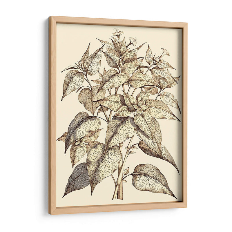 Sepia Muning Follage Iii - Abraham Munting | Cuadro decorativo de Canvas Lab