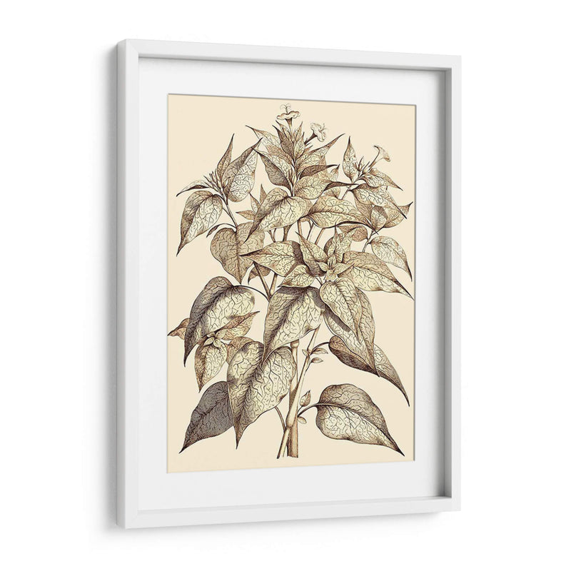 Sepia Muning Follage Iii - Abraham Munting | Cuadro decorativo de Canvas Lab