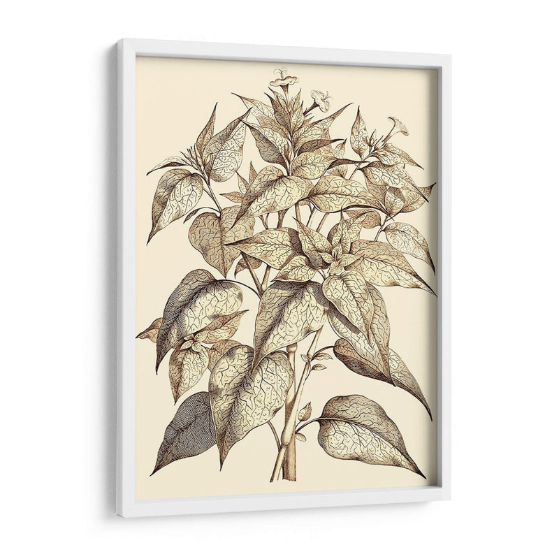 Sepia Muning Follage Iii - Abraham Munting | Cuadro decorativo de Canvas Lab