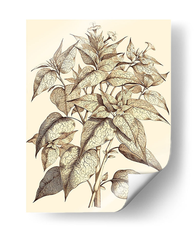 Sepia Muning Follage Iii - Abraham Munting | Cuadro decorativo de Canvas Lab